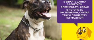 Нужно ли питбулям купирование ушей и хвоста: мнения ветеринаров