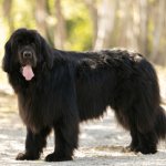 Ньюфаундленд