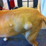 Образования под кожей собаки