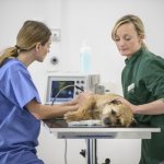 Обследование животного