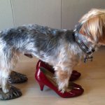 Обувь для собак