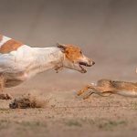 Hunting-with-hounds-for-various-animals-4