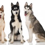 Окрас — это видимый глазу пигмент внешней оболочки волоса