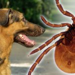 Опасность пироплазмоза у собак