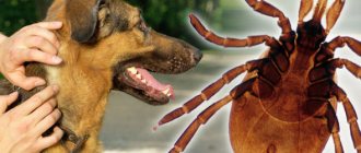 Опасность пироплазмоза у собак