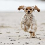 Описание американского кокер спаниеля