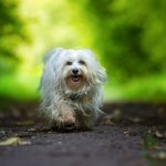 Description of the Havanese breed.