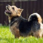 описание породы норвич терьер