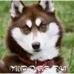 Описание породы собак - сибирских хаски, особенности воспитания, стандарт, как кормить и выбрать щенка.