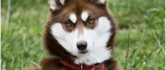 Описание породы собак - сибирских хаски, особенности воспитания, стандарт, как кормить и выбрать щенка.