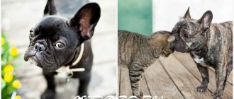 Описание стандарта породы французского бултдога, вес и рост, отклонения от нормы, допустимый окрас, здоровье собаки.