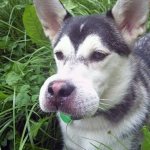 опухшая морда у собаки