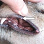 Оральные новообразования