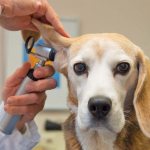 Examining a dog&#39;s ears