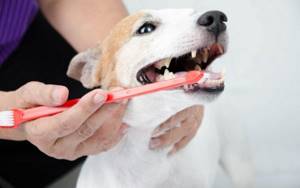 Основные инструменты для чистки зубов собаке
