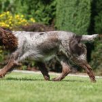 Особенности характера русского спаниеля