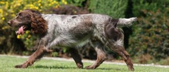 Особенности характера русского спаниеля