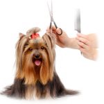 особенности маленьких собак