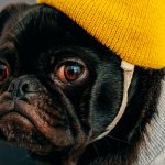 Особо опасные случаи вялости у собаки