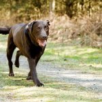 Остеосаркома у собак