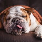 отдышка и вялость при ларингите у пса