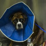 Отличия кастрации