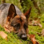 Овчарка в лесу