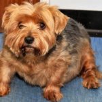 Ожирение у йоркширского терьера