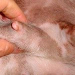 пальпация молочной железы у собаки
