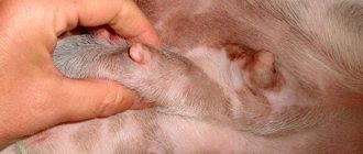 palpation of the mammary gland in a dog