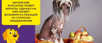 Памятка по питанию китайской хохлатой собаки