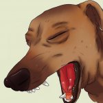 Парагрипп у собаки