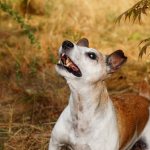 Парсон рассел терьер