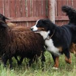 пастух породы Бернский зенненхунд