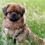 пекинес, порода пекинес, собака пекинес, пекинес это, история появления пекинеса, от кого произошли пекинесы, характер пекинеса, описание породы пекинес, внешний вид пекинеса, пекинес фото, пекинский пес