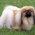 Пекинес всегда был популярной породой собак