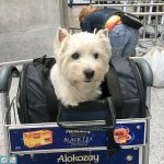 carrier height 20 cm