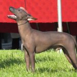 Перуанская орхидея инков: история породы, характер, уход. 402886.jpeg