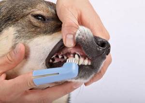 Первая чистка зубов собаке