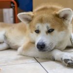 The dog lies on the tile