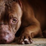 The dog is lying on the floor