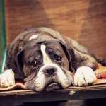 Пес лежит на ступеньках