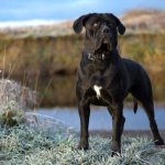 Пес на берегу озера