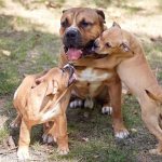 Пес с щенками