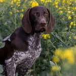 Пес среди травы