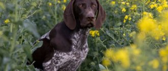 Dog among the grass