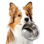 Feeding a dog after poisoning