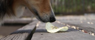 A pet picks up trash on the street.