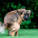 Почему кал собаки становится зеленым?