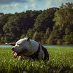 почему собака ест траву